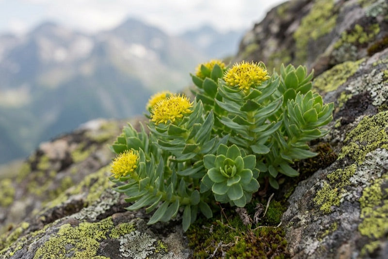 Rhodiola rosea