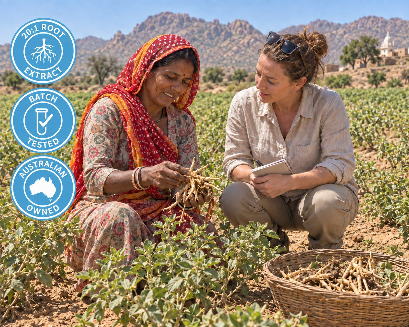 Ashwagandha roots being inspected in a cultivated field with 20:1 root extract, batch tested, and Australian owned badges